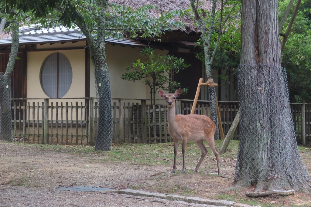 Deer from Nara park