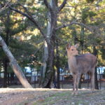 Travel guide! What can we enjoy Nara’s night? 6 recommended places in Nara-machi.