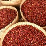 Chelbesa, Ethiopia / チェルベサ、エチオピア 【コーヒー焙煎豆のお知らせ】