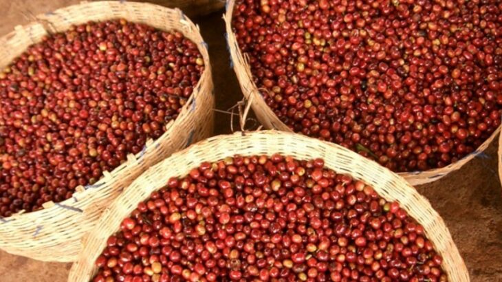 Chelbesa, Ethiopia / チェルベサ、エチオピア 【コーヒー焙煎豆のお知らせ】